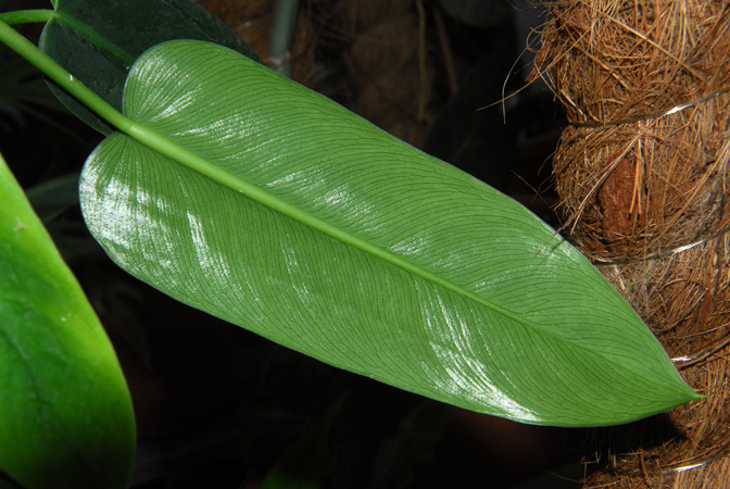 Philodendron consanguineum