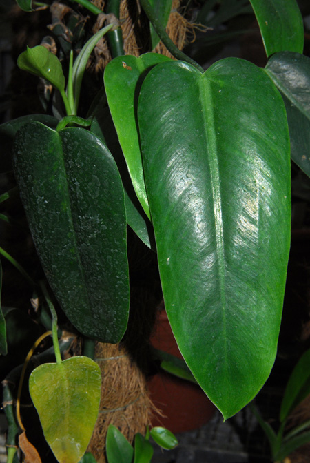 Philodendron consanguineum