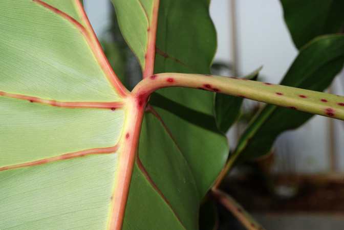Philodendron cordatum