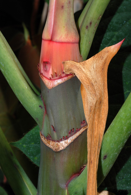 Philodendron cordatum