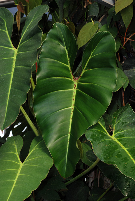 Philodendron cordatum
