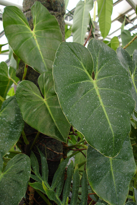 Philodendron cordatum