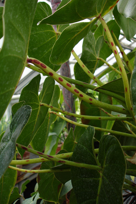 Philodendron cordatum