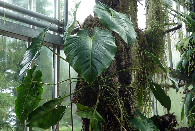 Philodendron cordatum
