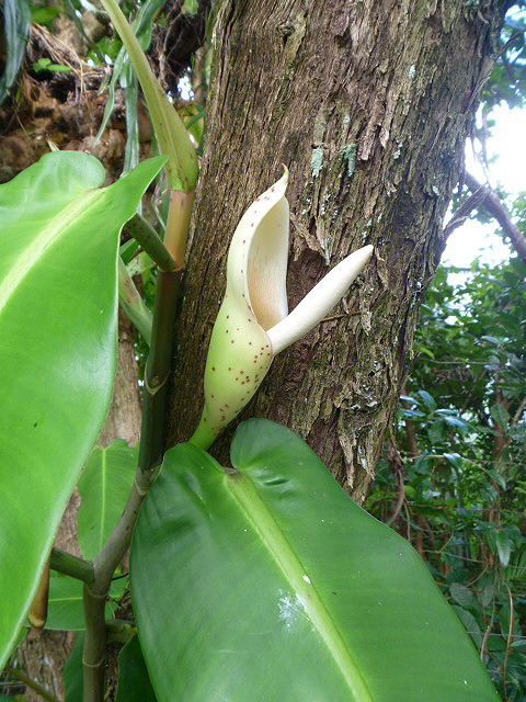 Philodendron correae