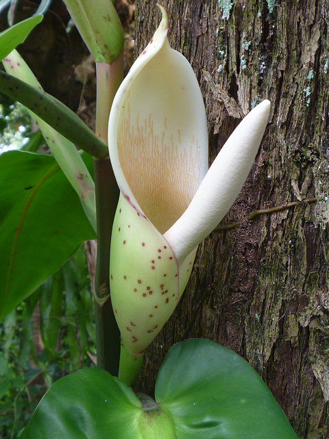 Philodendron correae