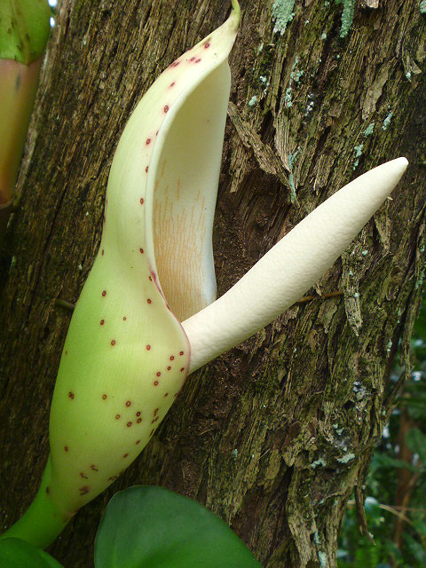 Philodendron correae