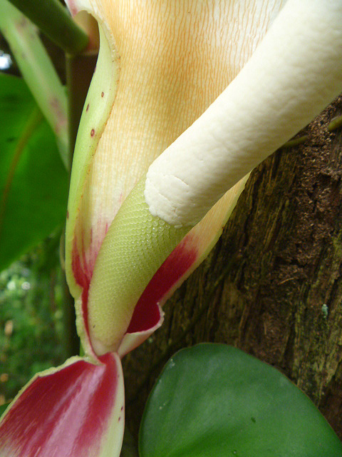 Philodendron correae