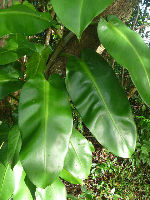 Philodendron correae