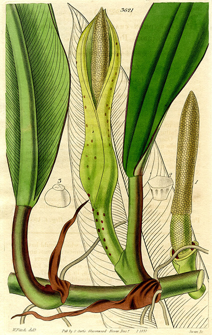 Philodendron crassinervium