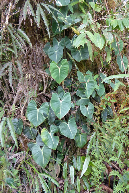 Philodendron crassispathum