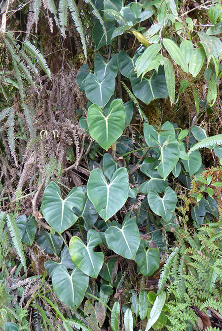 Philodendron crassispathum