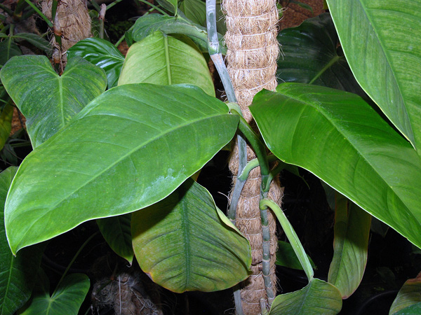 Philodendron cremersii