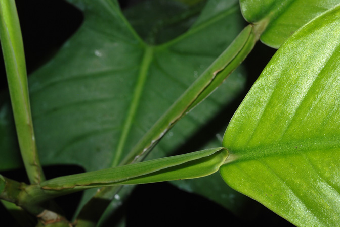 Philodendron cremersii