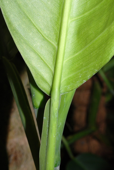 Philodendron cremersii