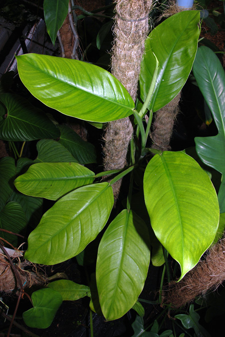 Philodendron cremersii