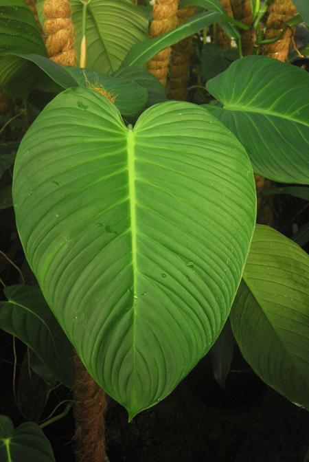 Philodendron curvipetiolatum