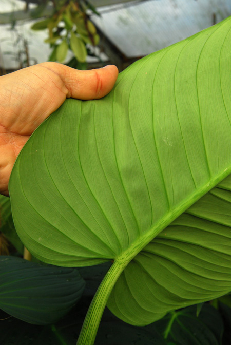 Philodendron curvipetiolatum