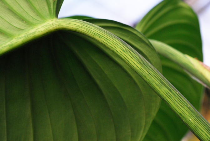 Philodendron curvipetiolatum