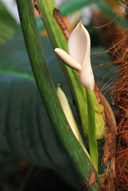 Philodendron curvipetiolatum