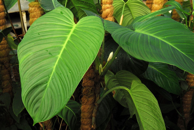 Philodendron curvipetiolatum