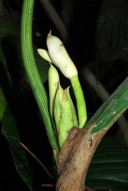 Philodendron curvipetiolatum