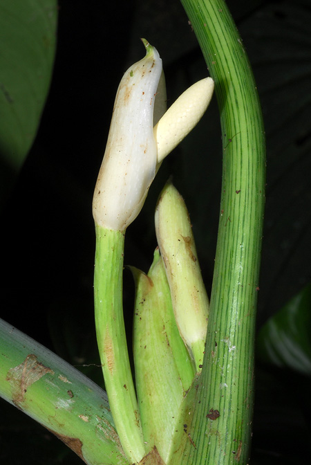 Philodendron curvipetiolatum