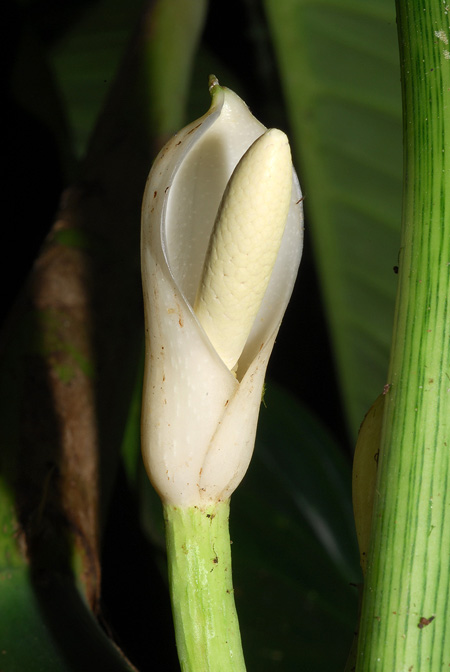 Philodendron curvipetiolatum