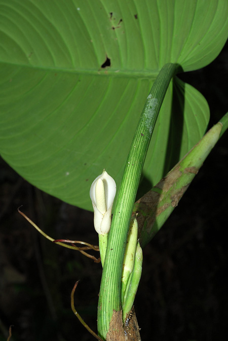 Philodendron curvipetiolatum