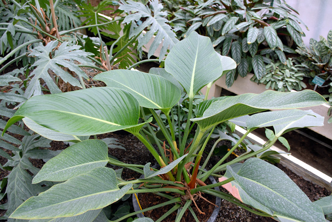 Philodendron davidsonii