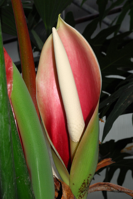 Philodendron davidsonii