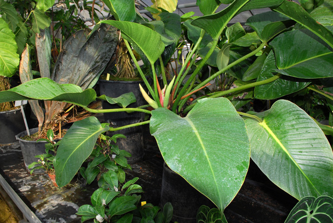 Philodendron davidsonii