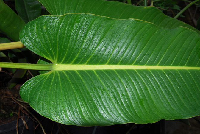 Philodendron davidsonii
