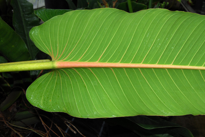 Philodendron davidsonii