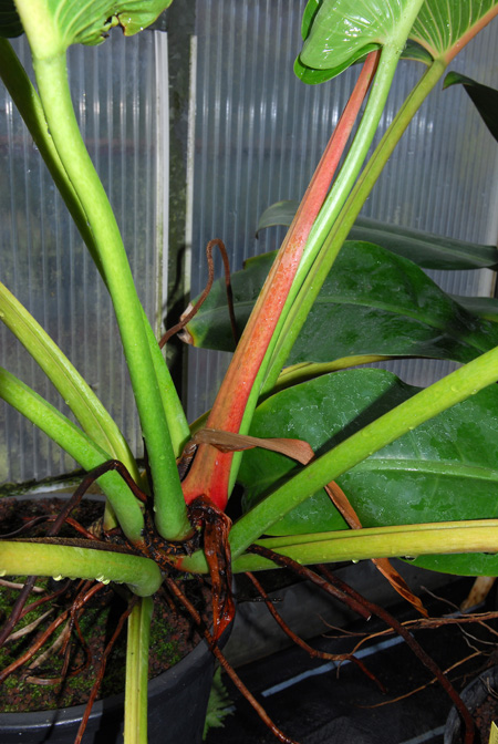 Philodendron davidsonii