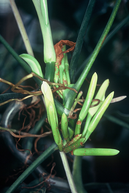 Philodendron deltoideum