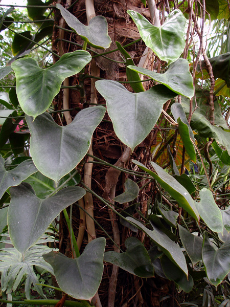 Philodendron deltoideum