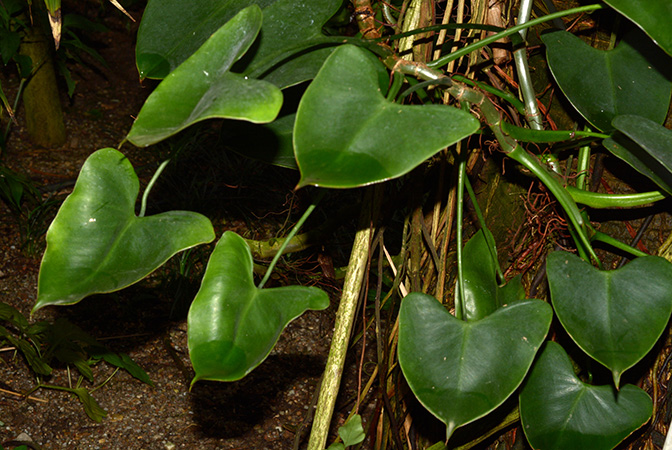 Philodendron deltoideum