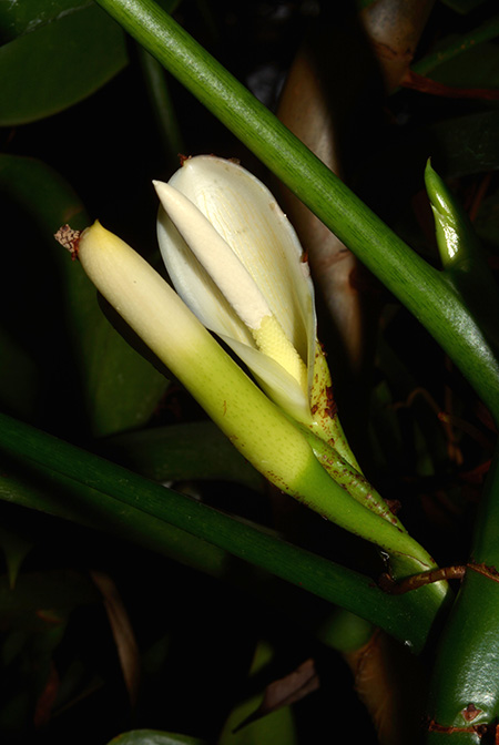 Philodendron deltoideum