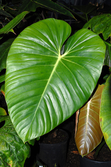 Philodendron devansayeanum