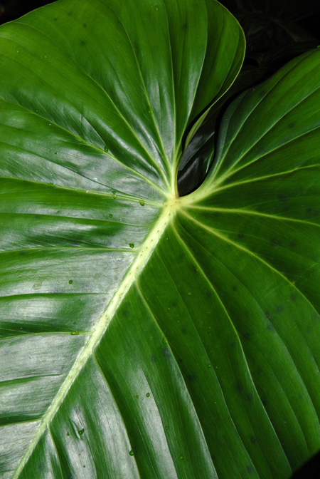 Philodendron devansayeanum