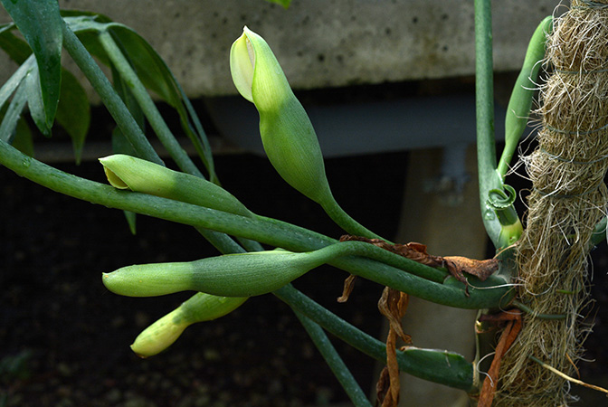 Philodendron distantilobum