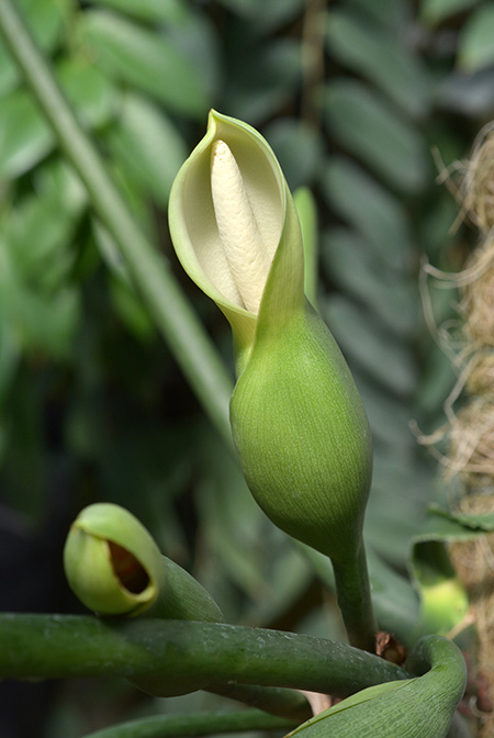 Philodendron distantilobum