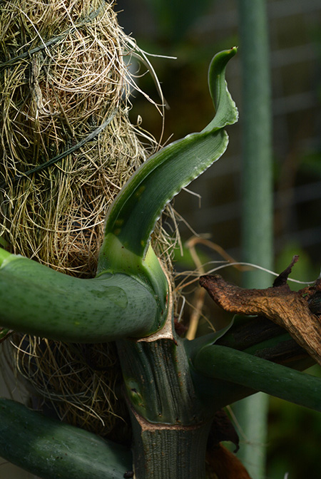Philodendron distantilobum