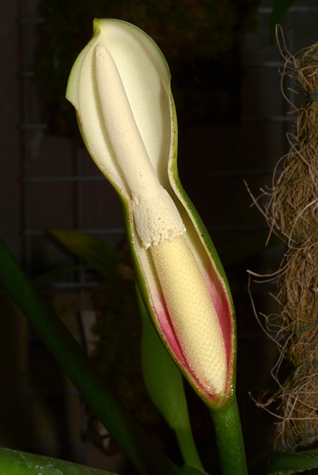 Philodendron distantilobum