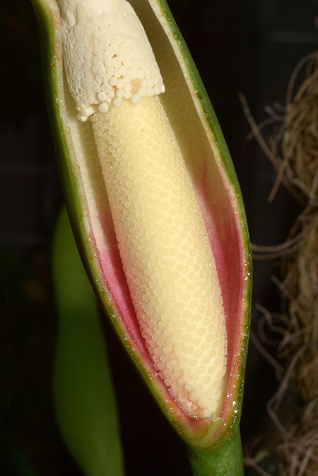 Philodendron distantilobum