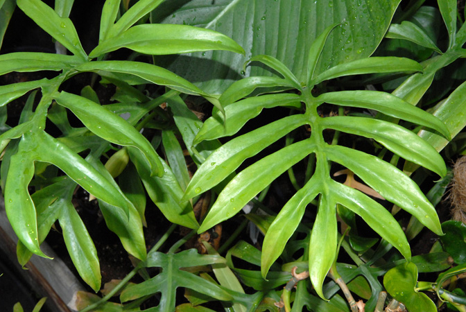Philodendron distantilobum