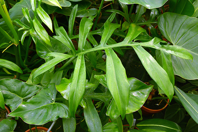 Philodendron distantilobum