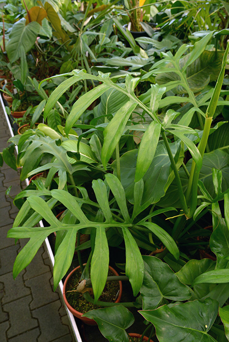 Philodendron distantilobum