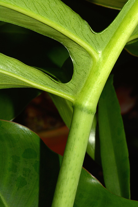 Philodendron distantilobum